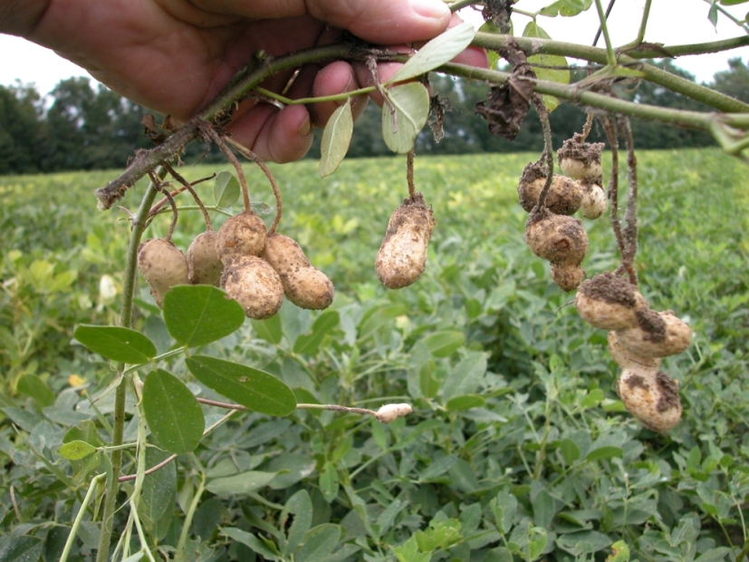 выращивание и хранение арахиса